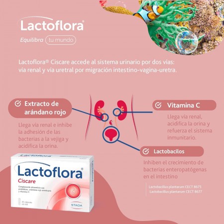 LACTOFLORA CISCARE 30 CAPSULAS