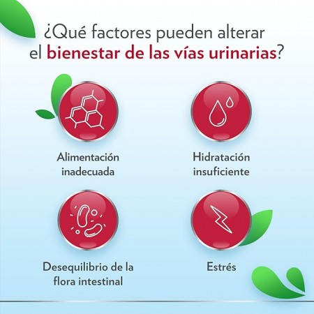 GINECANES CYSTIL14 SOBRES